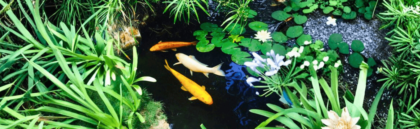 Home Banner image 4